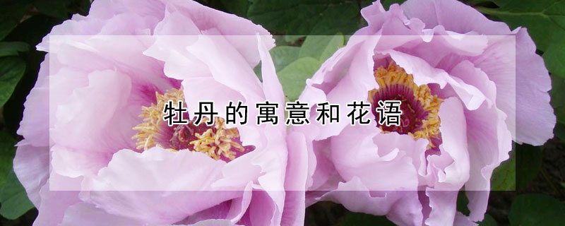 牡丹的寓意和花語