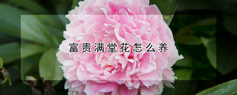 富貴滿堂花怎么養(yǎng)