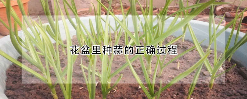 花盆里種蒜的正確過(guò)程