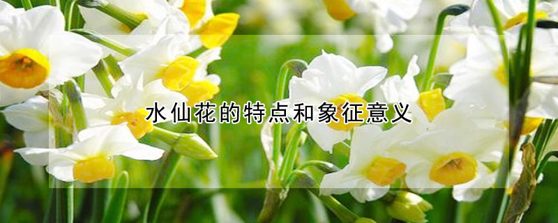 水仙花的特點和象征意義