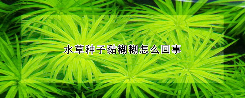 水草種子黏糊糊怎么回事