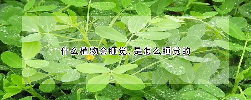 什么植物會睡覺,是怎么睡覺的