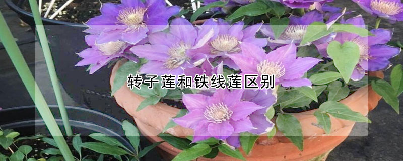 轉子蓮和鐵線蓮區(qū)別