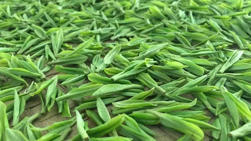 雨前龍井是綠茶嗎