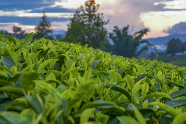 普洱茶頂級是什么茶