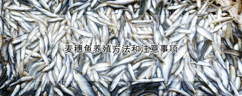 麥穗魚養(yǎng)殖方法和注意事項