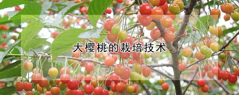 大櫻桃的栽培技術(shù)