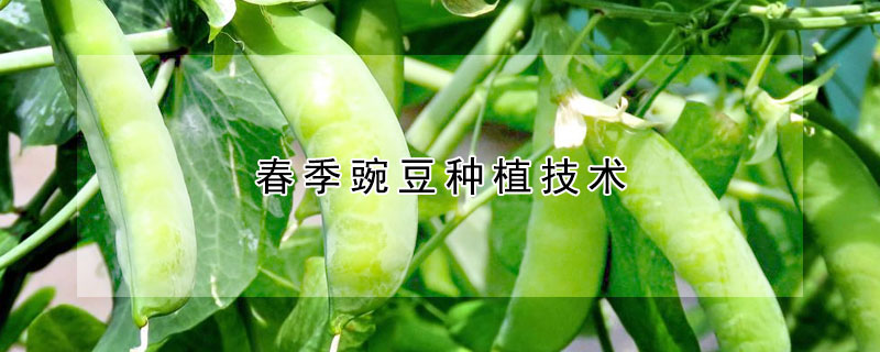 春季豌豆種植技術