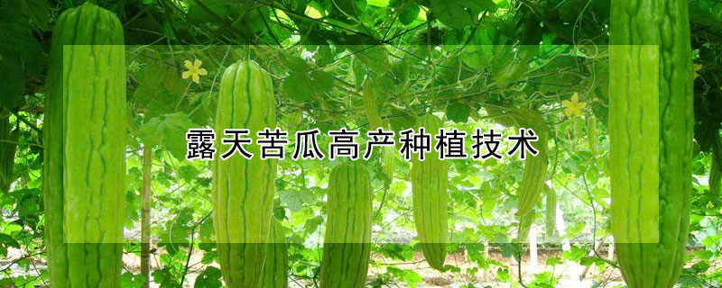 露天苦瓜高產(chǎn)種植技術(shù)