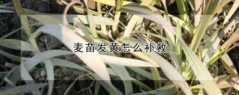 麥苗發(fā)黃怎么補(bǔ)救