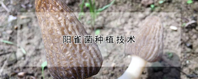 陽雀菌種植技術