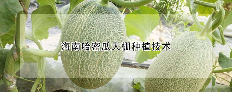 海南哈密瓜大棚種植技術