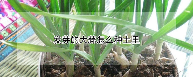 發芽的大蒜怎么種土里