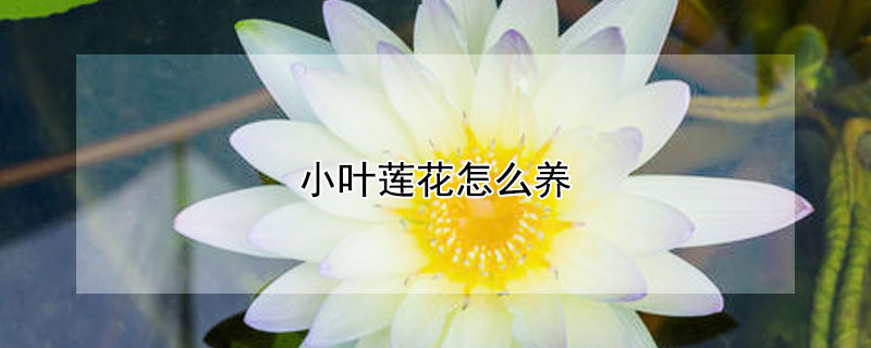 小葉蓮花怎么養