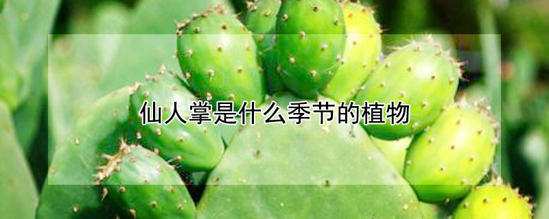 仙人掌是什么季節(jié)的植物