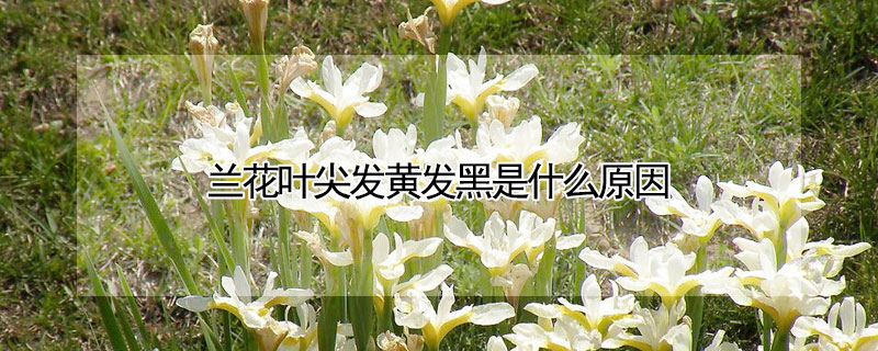 蘭花葉尖發黃發黑是什么原因