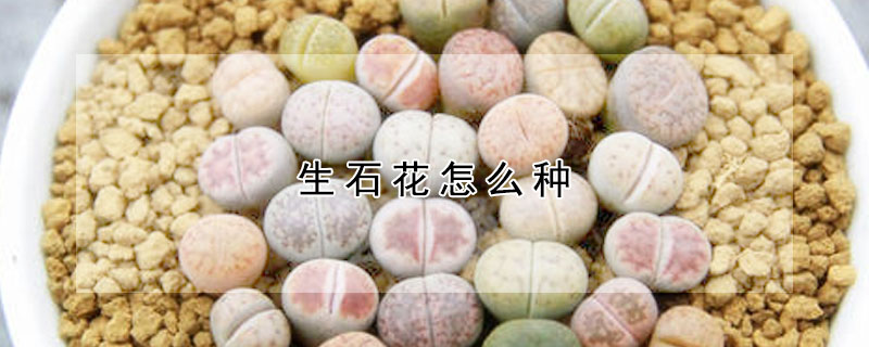 生石花怎么種