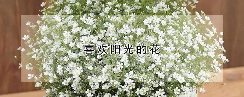 喜歡陽光的花