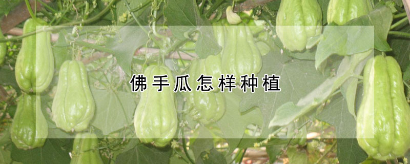 佛手瓜怎樣種植