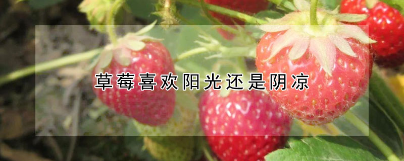 草莓喜歡陽光還是陰涼