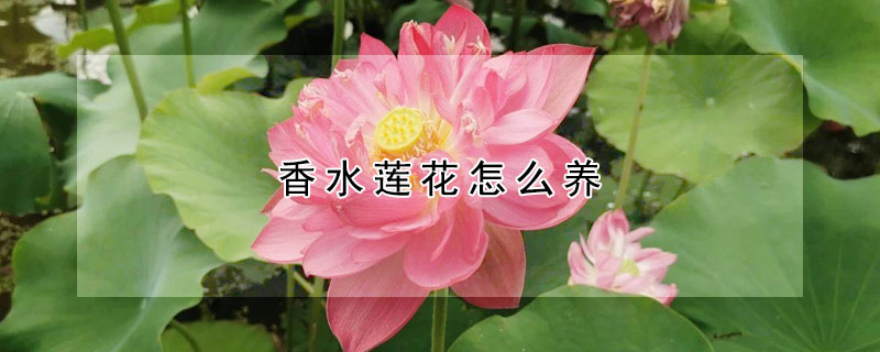 香水蓮花怎么養(yǎng)