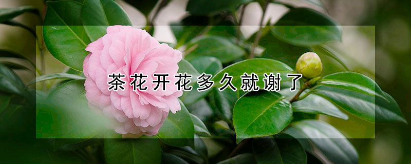 茶花開花多久就謝了