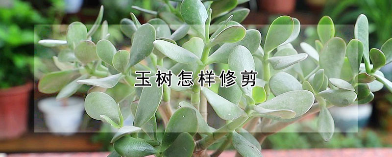 玉樹(shù)怎樣修剪