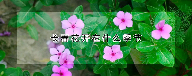 長春花開在什么季節(jié)