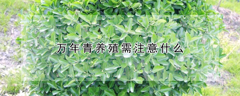 萬(wàn)年青養(yǎng)殖需注意什么