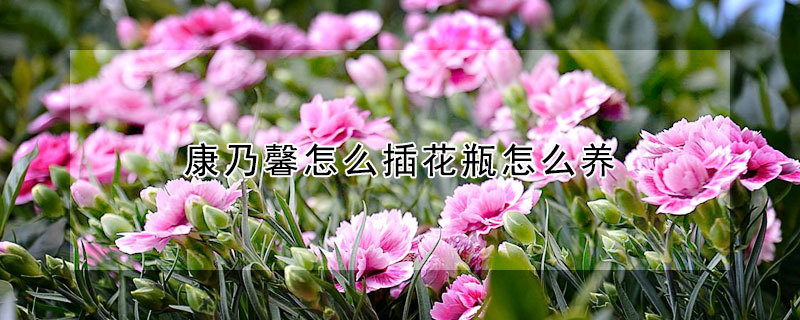 康乃馨怎么插花瓶怎么養(yǎng)