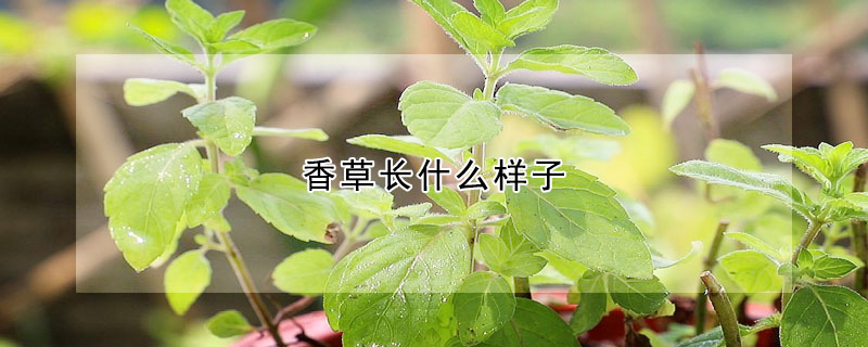 香草長什么樣子