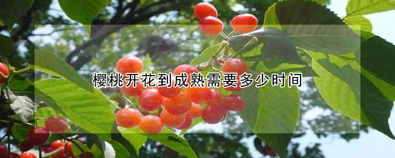 櫻桃開(kāi)花到成熟需要多少時(shí)間