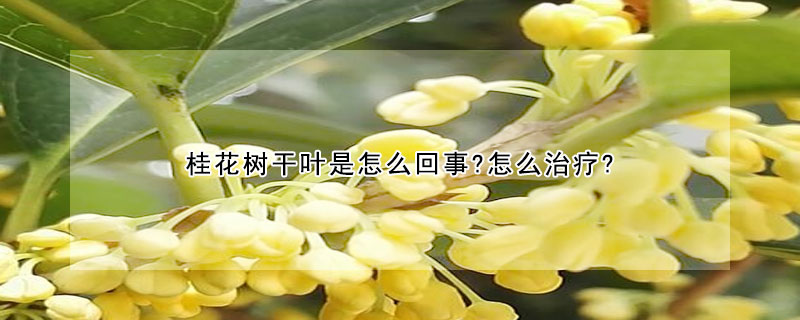 桂花樹干葉是怎么回事?怎么治療?