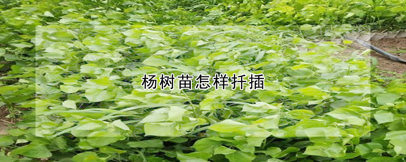 楊樹(shù)苗怎樣扦插