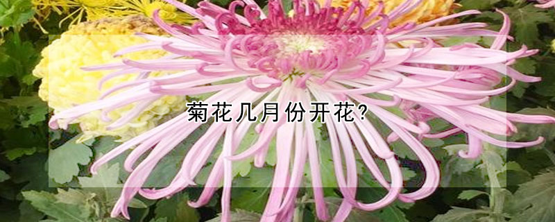 菊花幾月份開花?