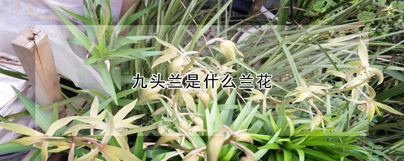 九頭蘭是什么蘭花