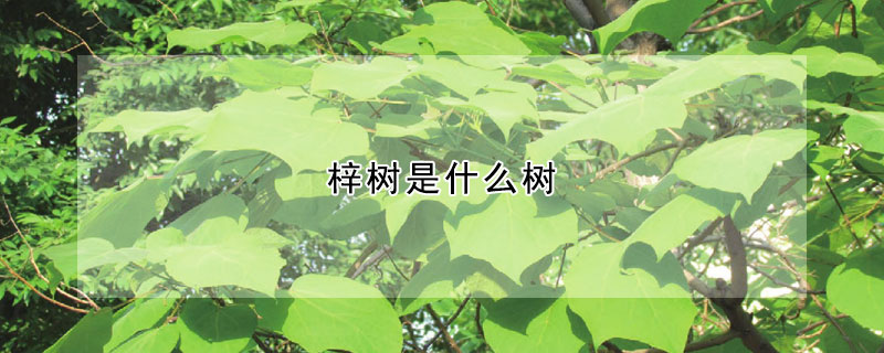 梓樹是什么樹