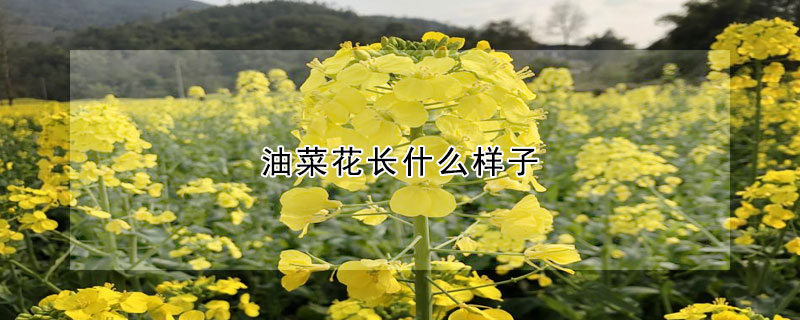 油菜花長什么樣子