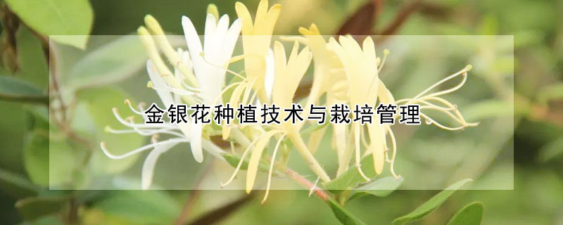 金銀花種植技術(shù)與栽培管理