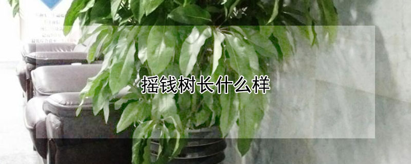 搖錢樹長什么樣