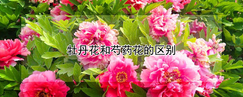 牡丹花和芍藥花的區(qū)別