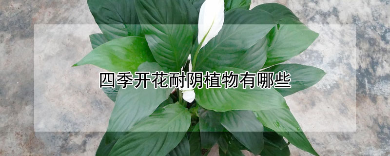 四季開花耐陰植物有哪些