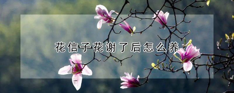 花信子花謝了后怎么養(yǎng)