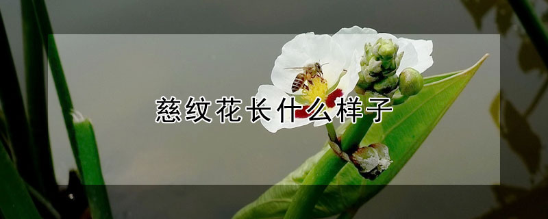 慈紋花長什么樣子