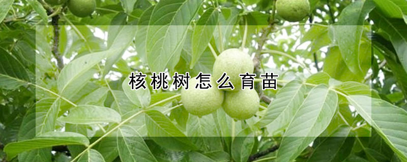 核桃樹怎么育苗