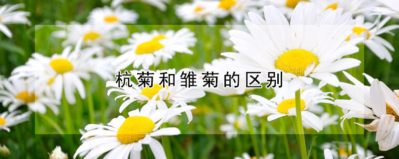 杭菊和雛菊的區(qū)別