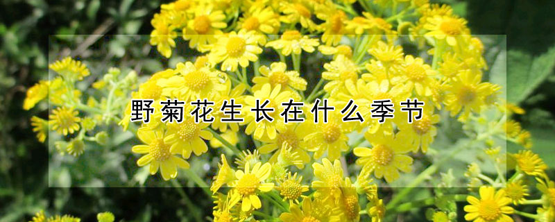 野菊花生長在什么季節