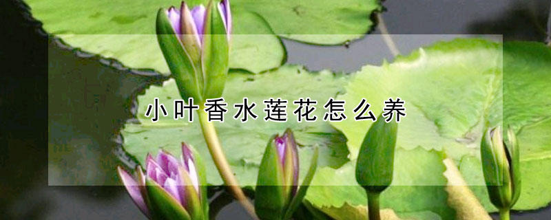 小葉香水蓮花怎么養