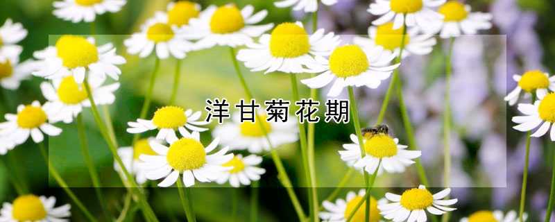 洋甘菊花期