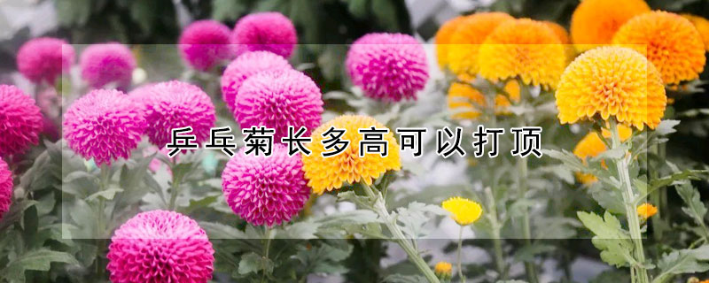 乒乓菊長多高可以打頂